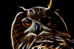 Cabeza de una lechuza