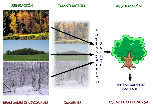 Imagen compuesta de diferentes fotografas de rboles que muestra de forma esquemtica el proceso de la sensacin a la abstraccin